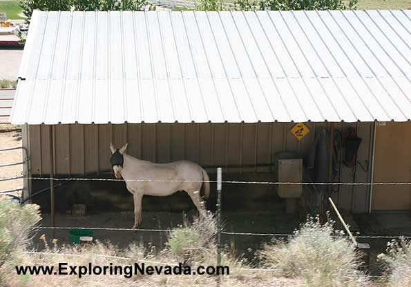 Mule Watching the Nevada Northern Train