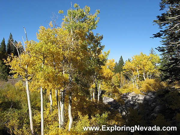 Autumn Colors on the Mt. Rose Scenic Drive