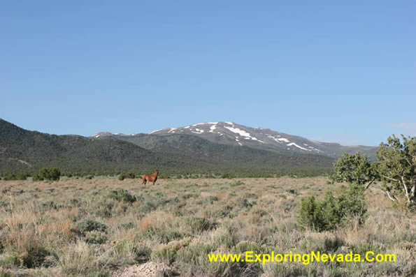 Wild Horse in the Ruby Valley