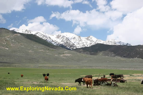 Cows Grazing in the Northern Ruby Valley