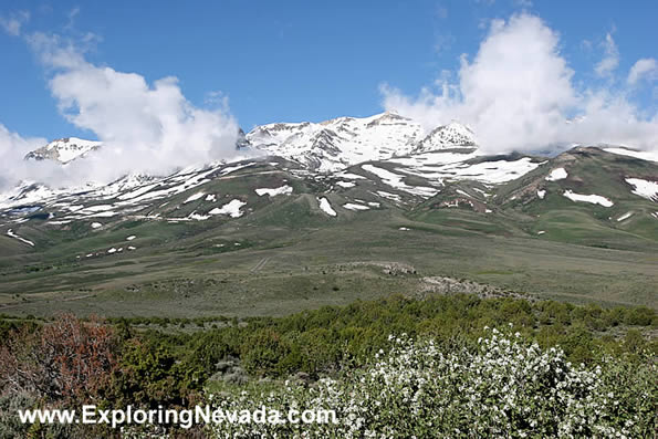 Flowers and the Humboldt Mountains