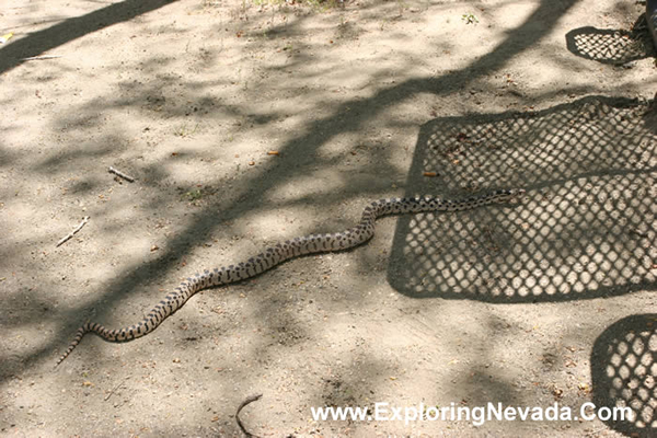 Snake Along the Carson River