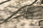 Snake Along the Carson River