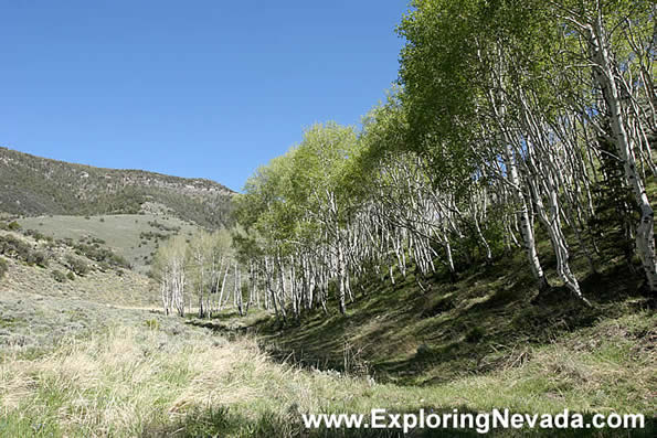 Aspen Trees in Cave Lake State Park