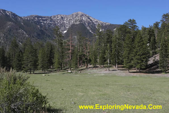 Lee Meadows in the Spring Mountains, Photo #2