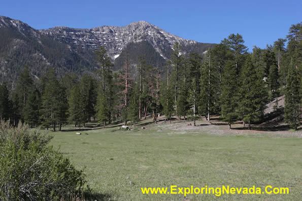 Photographs of the Spring Mountains Scenic Drive in Nevada - Lee Meadows in  the Spring Mountains, Photo #2