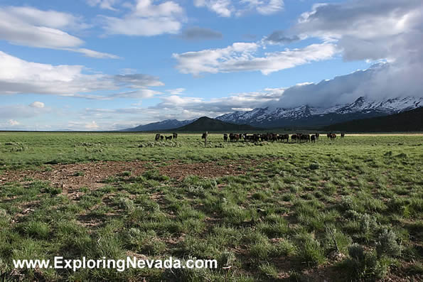 Cows Grazing in the Clover Valley