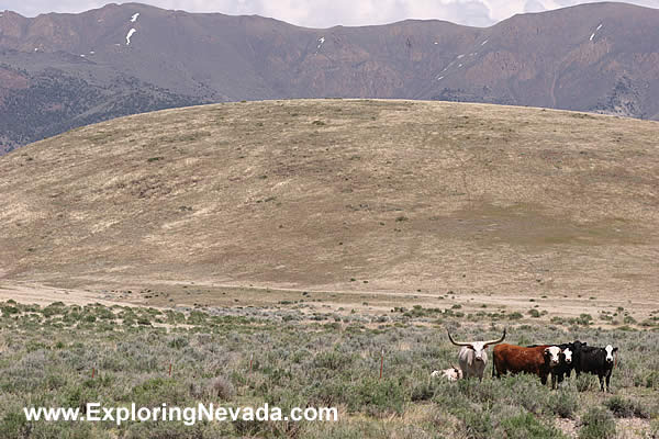 Longhorn Cattle & The Desatoya Mountains