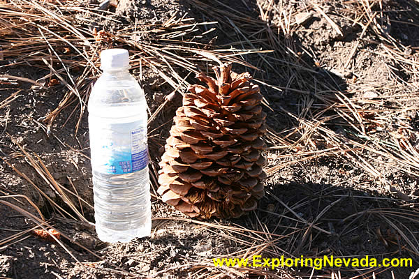 Huge Pine Cones in the Lake Tahoe Basin