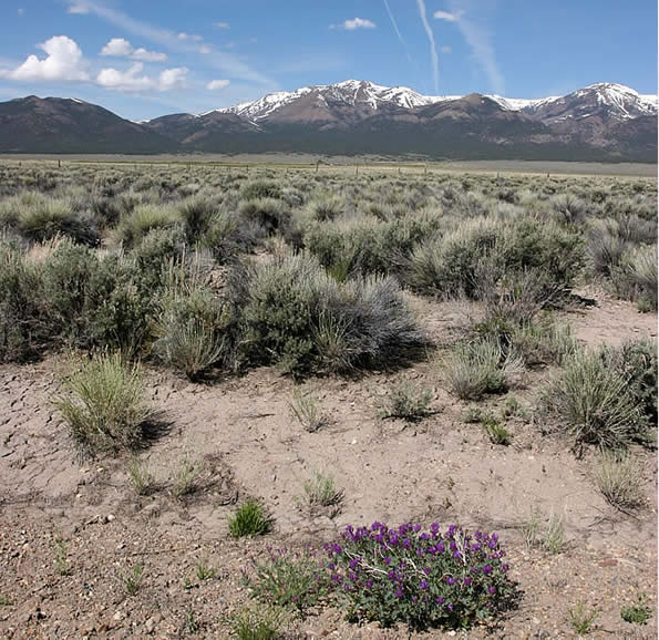 Purple Flowers in the Monitor Valley