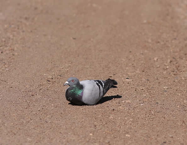 Bold Bird on the Road