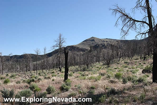 Passing Through An Old Fire Scar