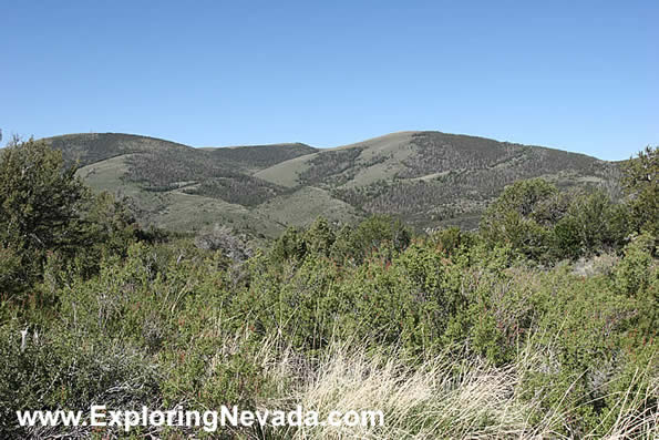 Forested Mountains of the Wilson Creek Range