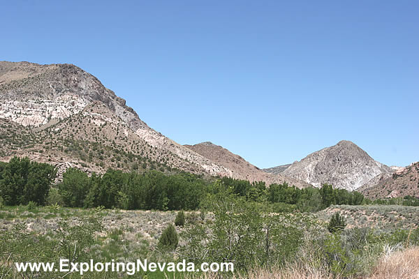 Cottonwood Trees and Barren Mountains