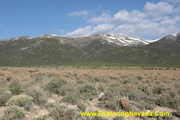 Small Flowers and Snow Covered Peaks