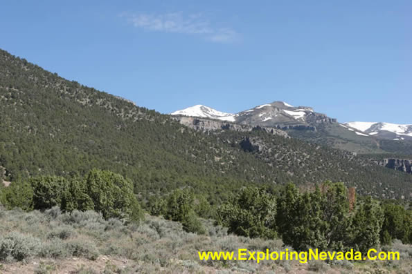 Forest and the Ruby Mountains