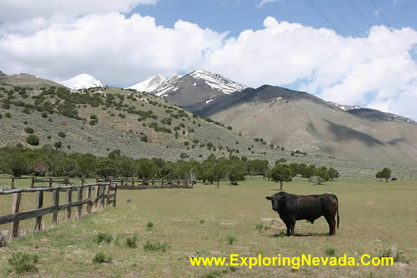 Angry Cow in the Northern Ruby Valley