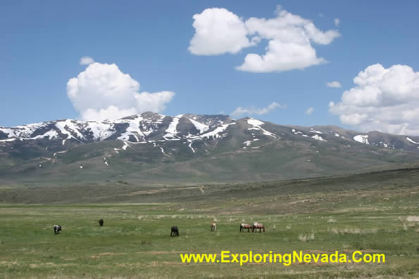 Horses Grazing Near Secret Pass