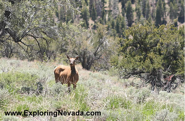 Cow Elk on the Success Loop Scenic Drive