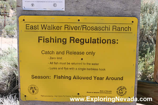 Fishing Allowed on the East Walker River in Nevada