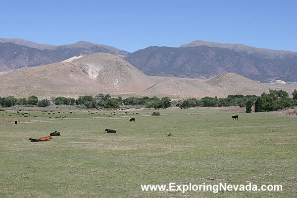 Cattle Grazing and the Wassuk Mountains